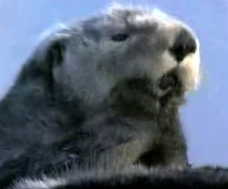 Hector, the Sea Otter, for Prez